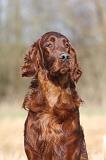 SETTER IRLANDAIS 433